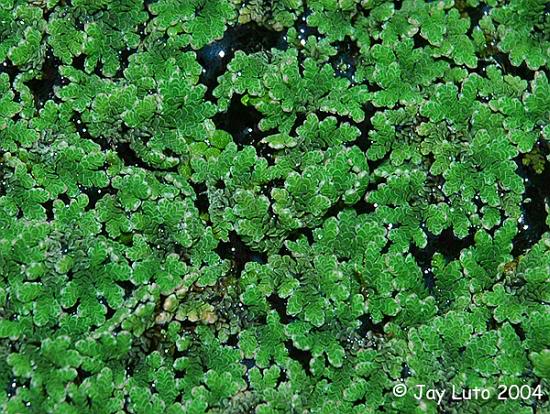 Azolla Caroliniana